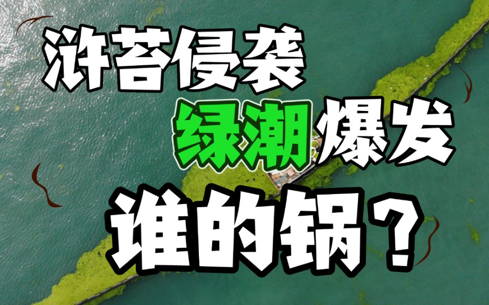 细品:【复旦赵斌】青岛浒苔绿潮爆发，究竟是谁的锅？| 先解决科学问题[一次目更~]的第1张示图