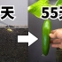 3分钟看完黄瓜的一生!延时摄影记录种子到收获全过程!
