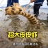 渔夫自制捕虾工具，捕捉到的皮皮虾重达半斤，长度超出20厘米