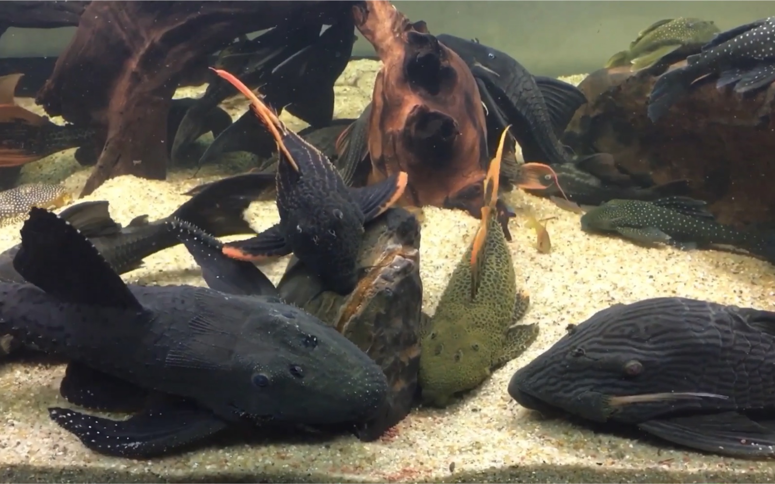 Pleco John的异形混养缸哔哩哔哩bilibili