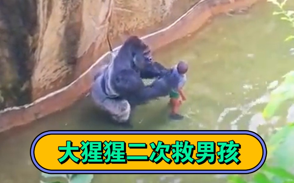 5岁男孩不慎掉进动物园，危险时刻大猩猩二次救人，在场人们感动不已