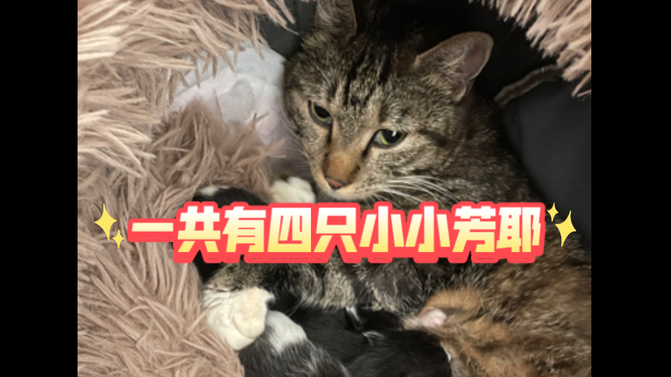 是让你还债，不是还崽啊！