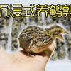 沉浸式养鹌鹑，超市买了100个鹌鹑蛋孵化20天，终于出来了