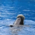 【虎鲸】被囚禁的大海豚被迫营业