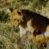 狮子家族群立群策护幼崽，安全平等的养育环境助小狮无忧成长！