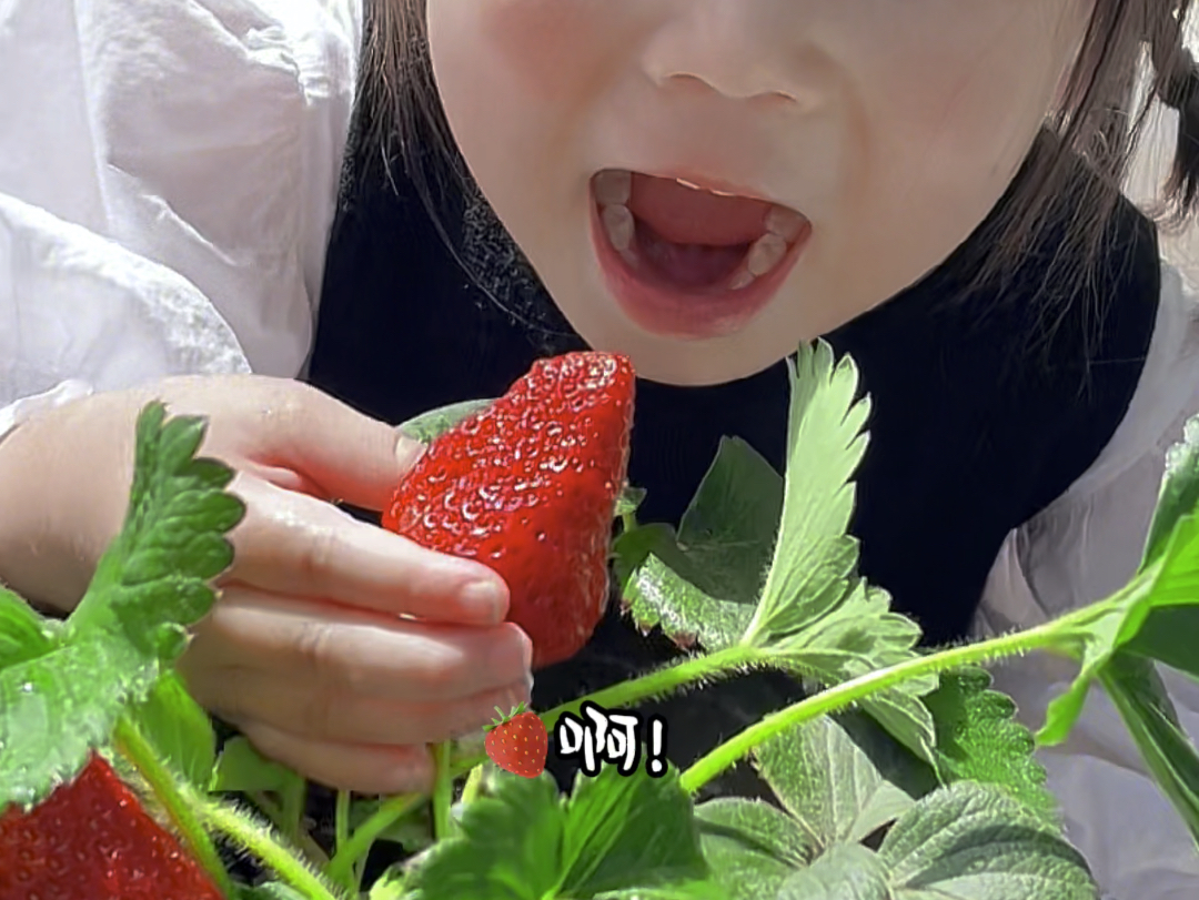 为了给孩子吃不打药的草莓我自己种