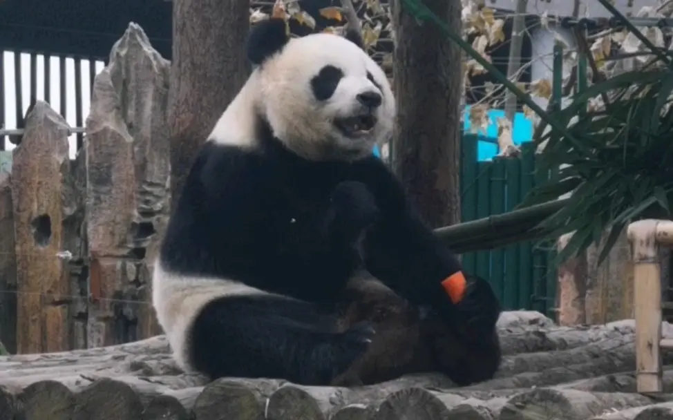 【大熊猫妙音】娇小的妙小音