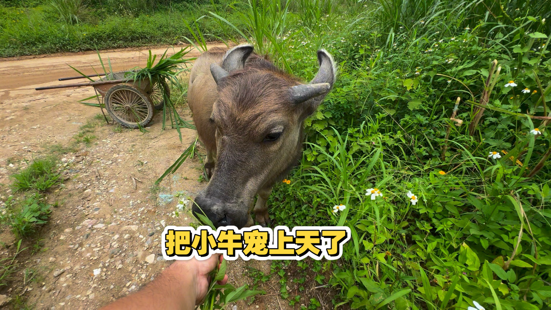把小牛宠上天了