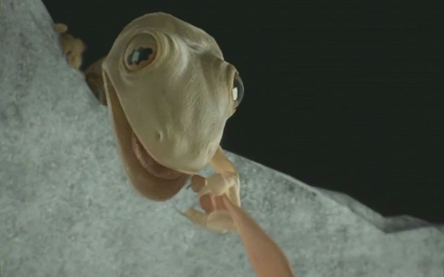 泰国广告里的天花板 | 两只壁虎的爱情故事