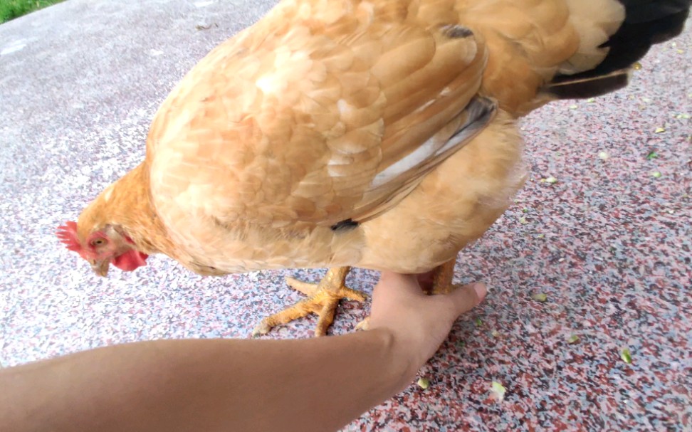 【鸡】如果抓住鸡的脚会发生什么？