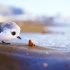 奥斯卡最佳短片，一只小鸟的成长过程《鹬》