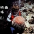 铝热猫科普喵S1E1：长棘海星—爆发的“珊瑚杀手”