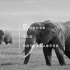 保护非洲象，一直在行动。