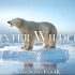 冬季野生动物在4K -美丽的场景冬季