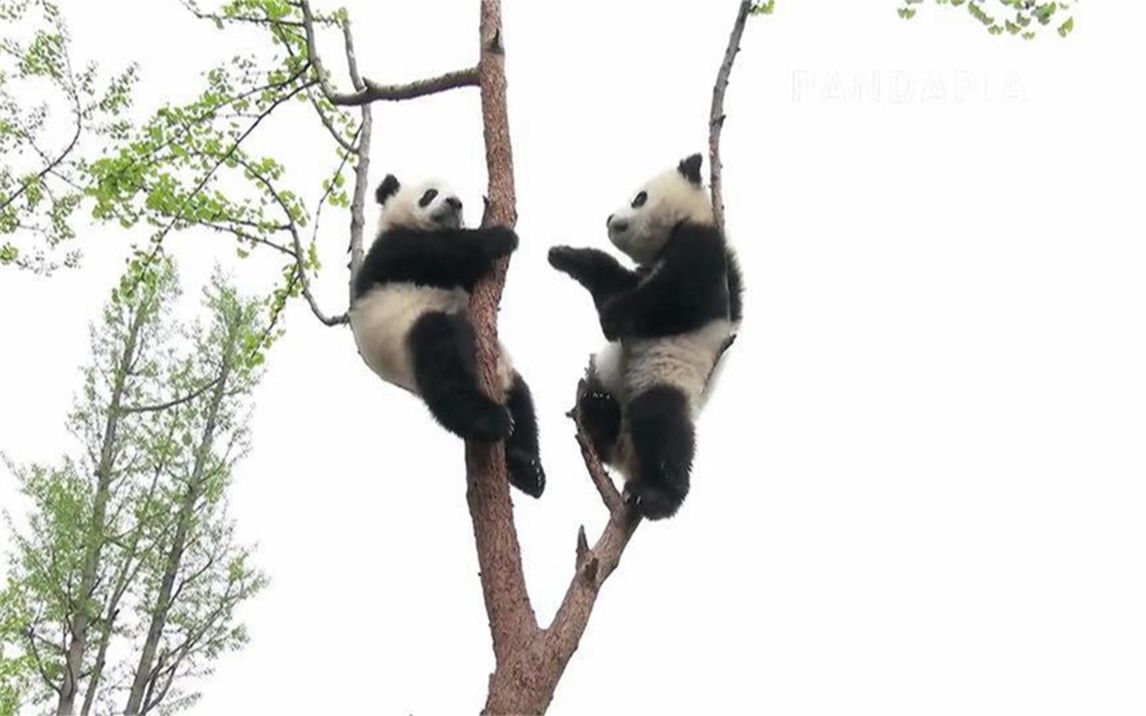 2只熊猫刚爬上树杈，“啪”一声树断了，熊猫的反应太可爱了！