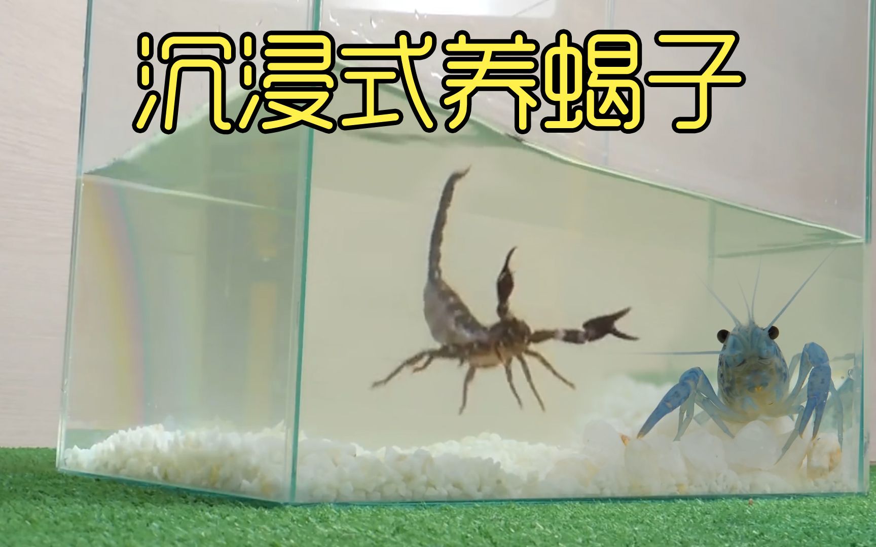 沉浸式养蝎子，把宠物蝎子当龙虾养，能力让人难以置信