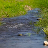 潺潺的小溪流水声，时长30分钟，流水白噪音最适合睡眠还有利尿