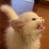 哪一个才是小猫的叫声