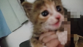 免费送猫的具体位置 77335b8d0ec6cc454f1784d7a9847f8aa4536c97.jpg@280w_158h_1c_100q.jpg