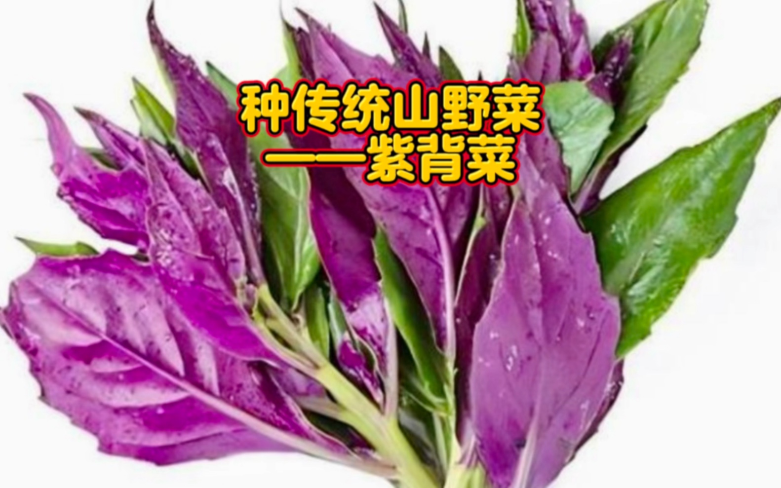 紫背天葵的做法 夏日良味三大妙招!_齐家网