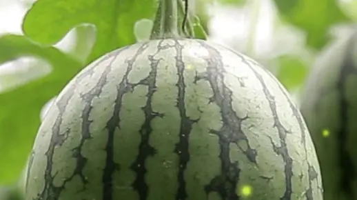 梦境探秘，做梦梦见大西瓜的深层含义与心理解析