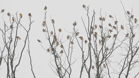 怎样防止小鸟吃菜 774d0dae06ae2afe8767733cb4299b46de41b5dd.jpg@280w_158h_1c_100q.jpg