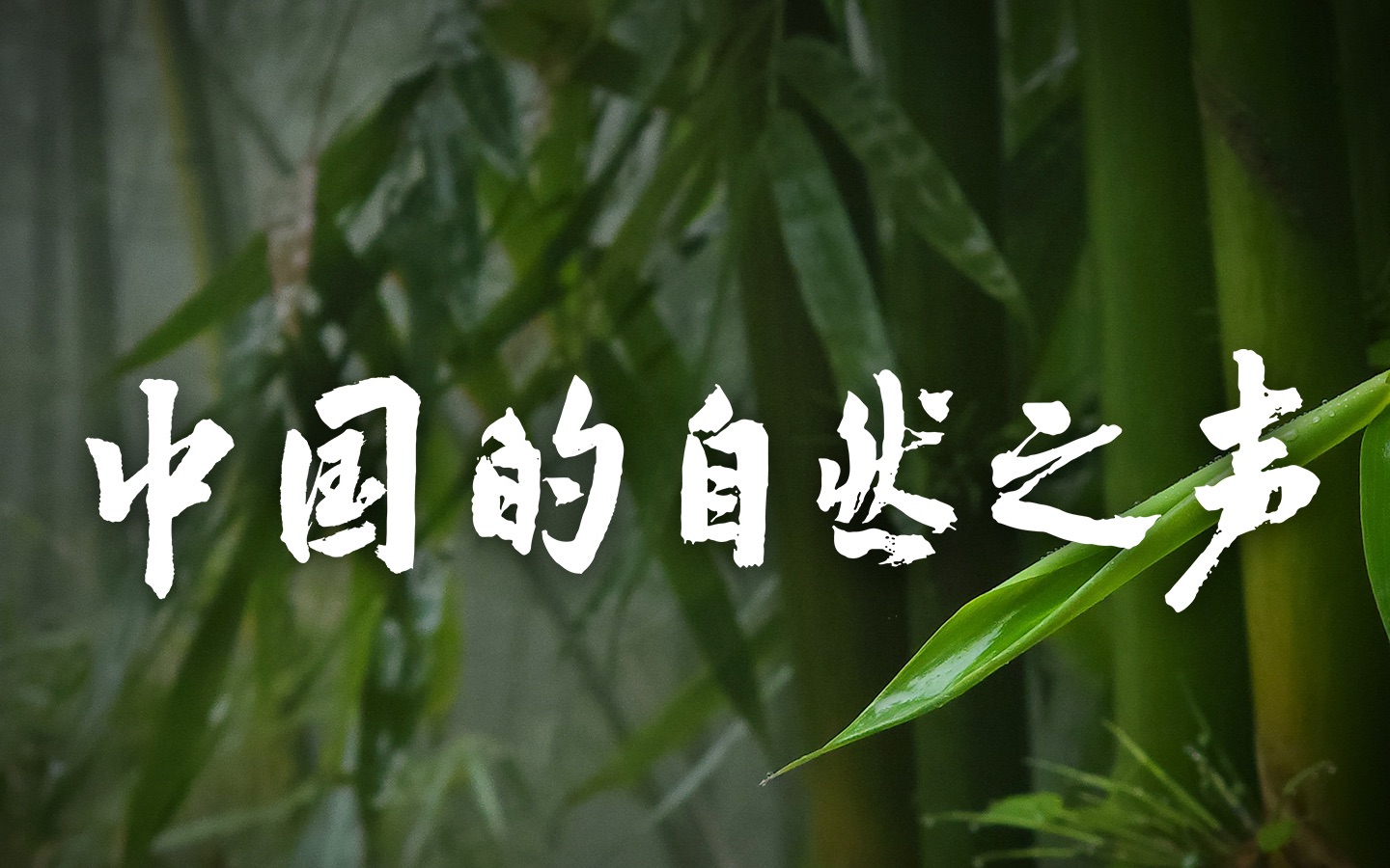 欢迎来到「竹子」的奇妙世界