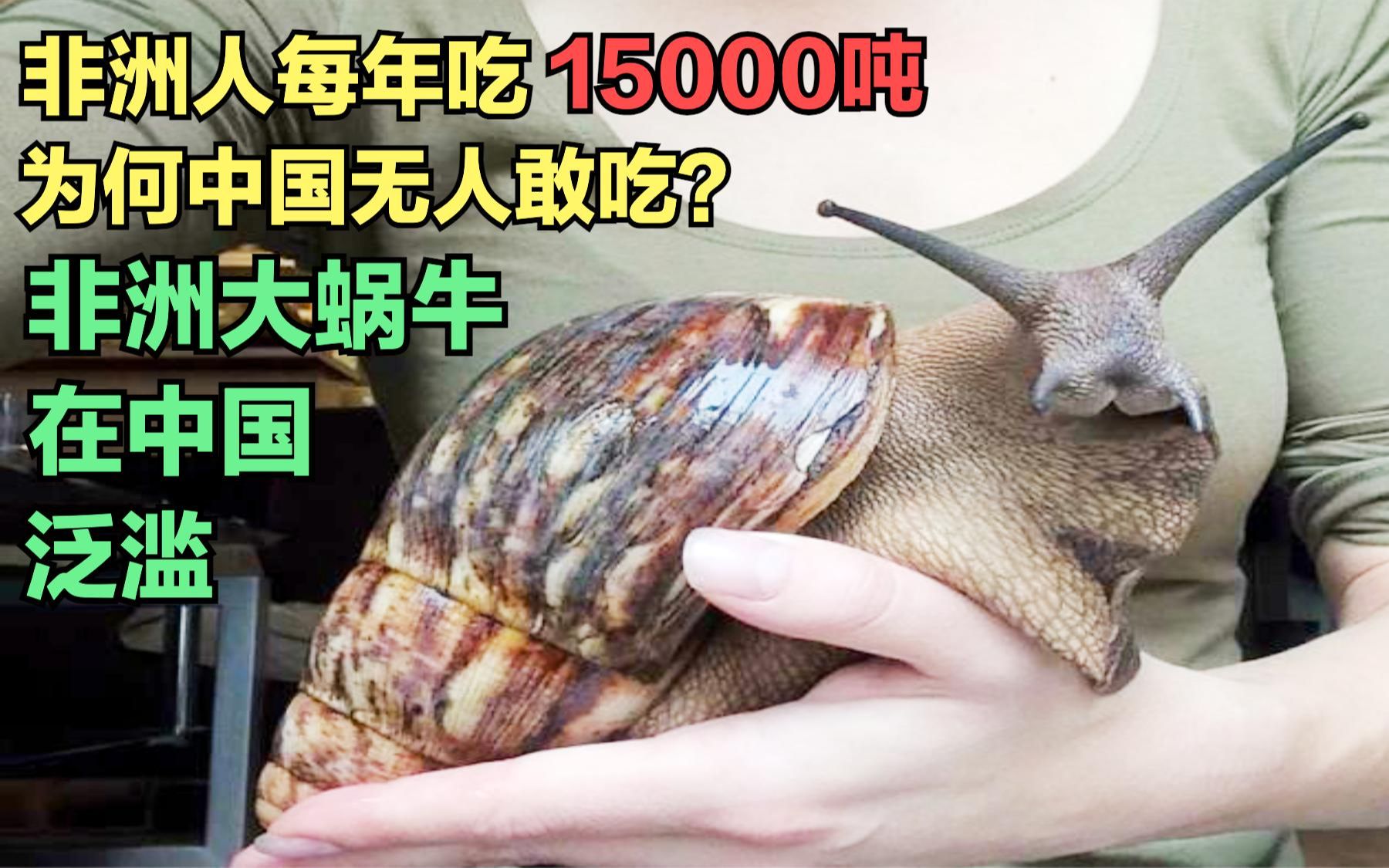 非洲大蜗牛在中国泛滥，非洲人每年吃15000吨,为何中国无人敢吃？