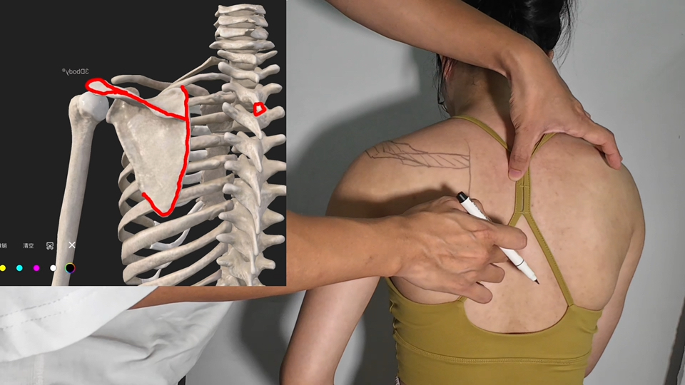 【筋骨触诊】肩关节周围结构与常用穴位