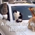 伊斯坦布尔日常的一天