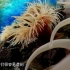 【精彩片段】海葵竟然能捕食水母？触手怪之间的对决！