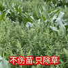 玉米地除草怕伤害玉米苗试试这个#烟嘧莠去津 #分享农业知识帮农民增产增收#除草不伤作物 #玉米地除草剂