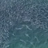 鲨鱼冲入鱼群。