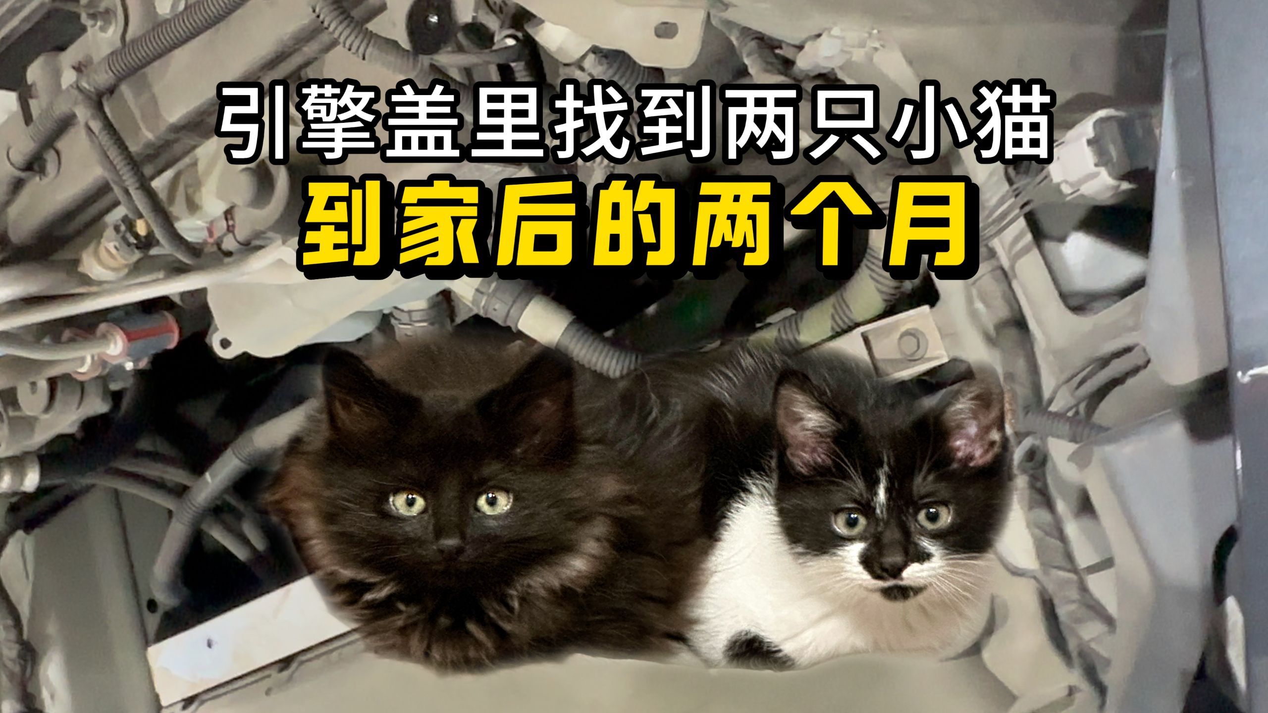 还得从在车引擎盖发现两只小猫说起