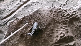 77f80916083b28b751760ea82cf31bfb659f6351.png@280w_158h_1c_100q.jpg
