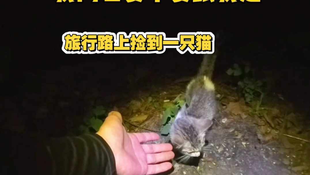 起初人们都以为这是个普通的相遇
