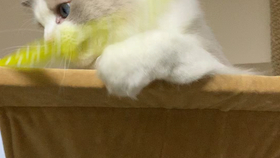 7802d64218050c3789c797bb4573fa340177abf1.jpg@280w_158h_1c_100q.jpg