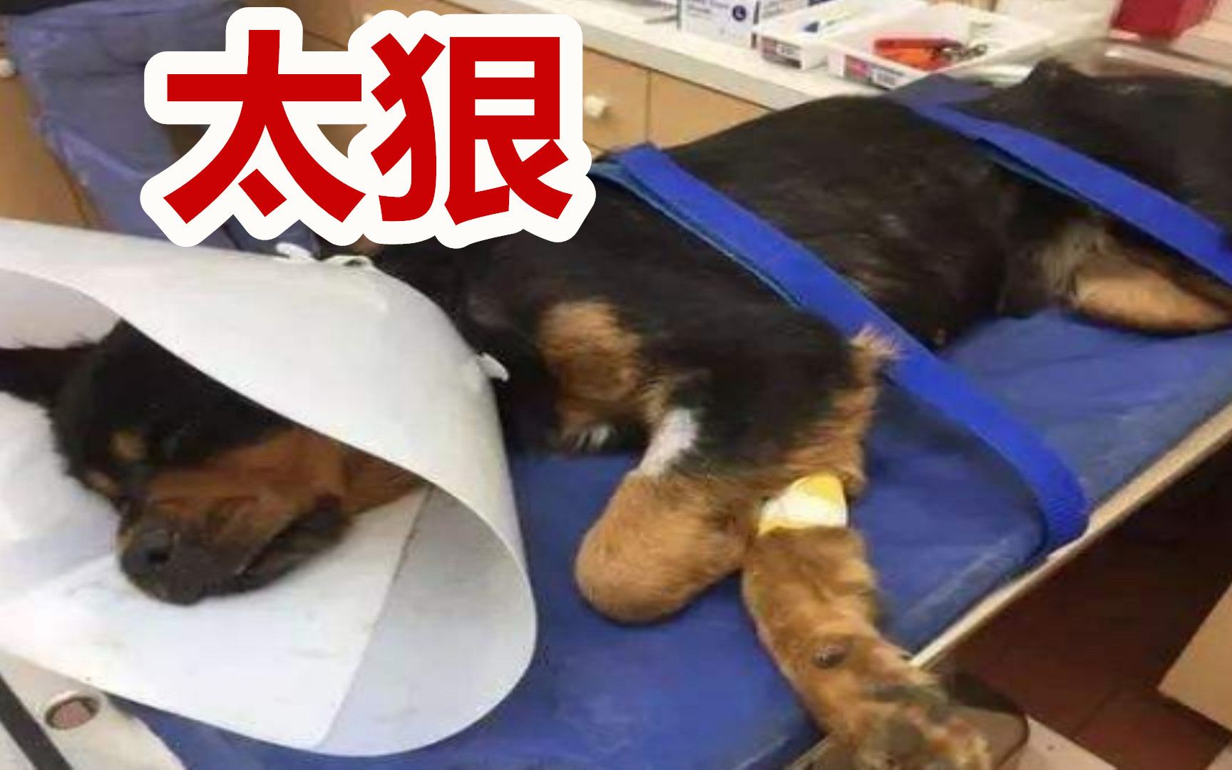 昆明罗威纳犬被人当街暴揍，路人：虐狗不是一次两次了