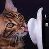 舔耳警告！猫咪罢了。。Suna的喵哄你睡觉
