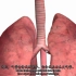 呼吸系统介绍-第2部分（支气管树和肺）-3D解剖