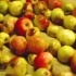 果汁工厂苹果的筛选与加工