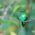 亚马逊雨林深处觅食的翠腹毛脚蜂鸟