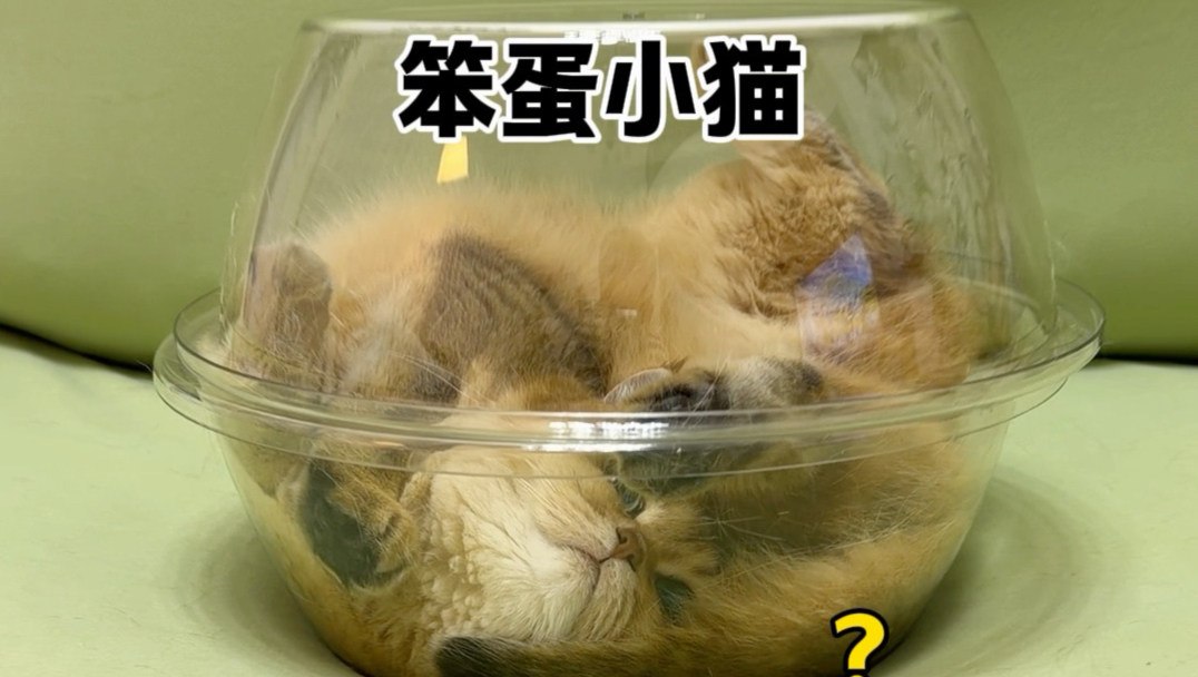 卧龙凤雏怎么都在我家……