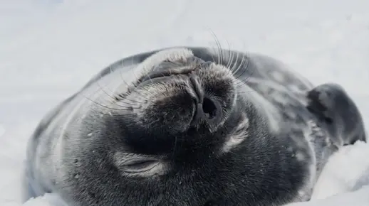 海豹宝宝：确实是在睡觉