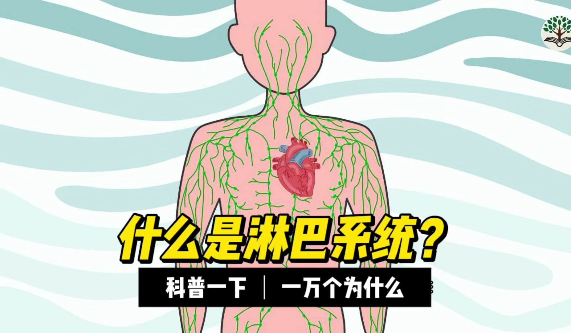 什么是淋巴系统？