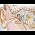 耳鸣在5分钟内治愈-最强大的耳鸣声疗双耳节拍音乐治疗