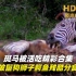 高清原声纪录片，斑马被活吃精彩合集，被鬣狗狮子鳄鱼残酷分食，被哪种动物吃最生不如S