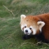 【小熊猫】金牛湖的嘟嘟，看了无数的网络照片，今天中午奔现了