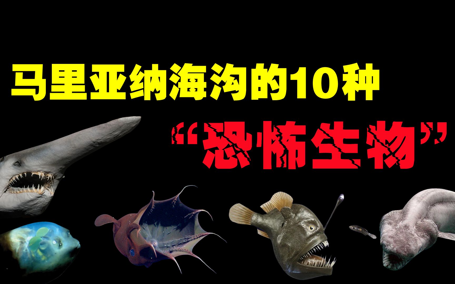 生活在马里亚纳海沟的10种“恐怖生物”，万米深海下的致命杀手！