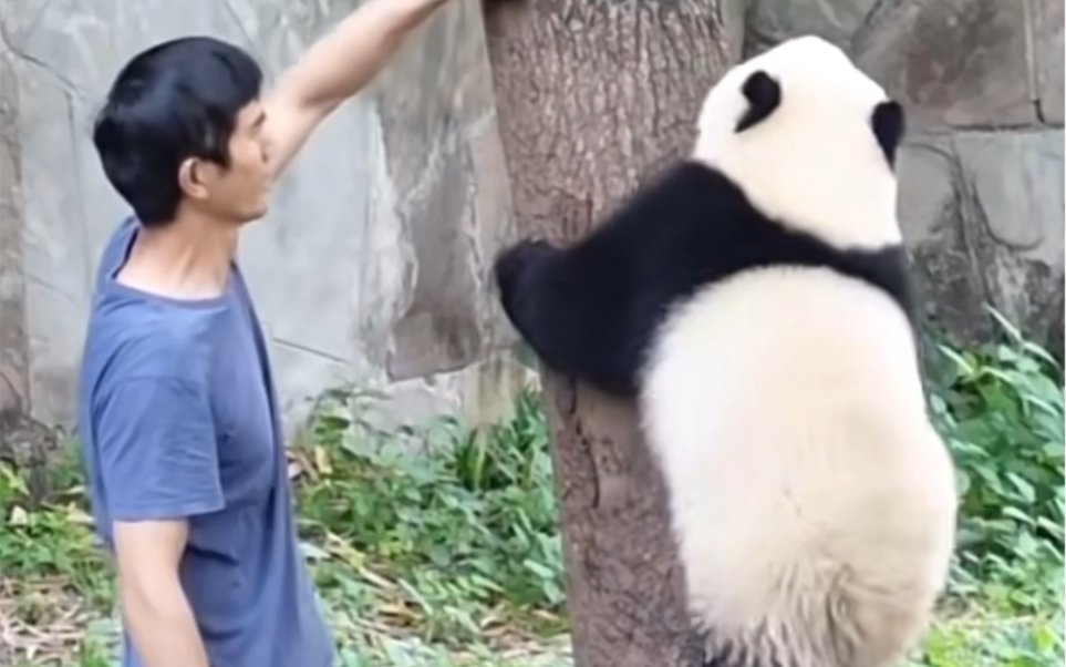 大熊猫宝宝 渝爱学爬树